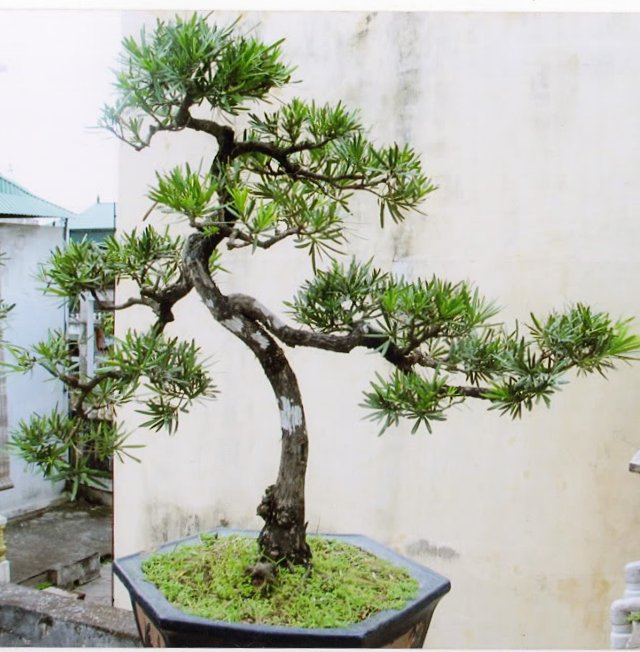 Cây vạn niên tùng bonsai