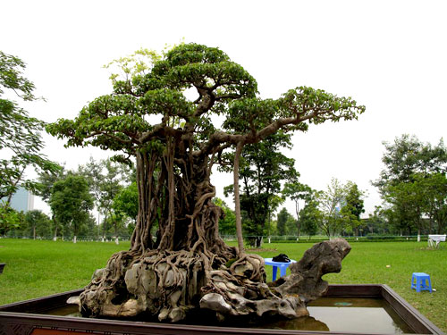 Sung bonsai