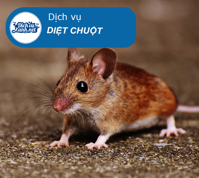 Tác hại của chuột đối với cuộc sống của con người