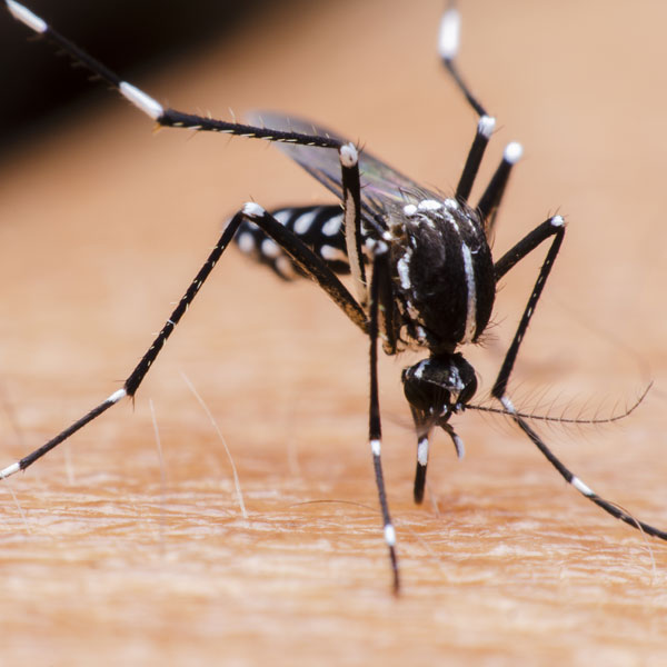 Các biện pháp phòng trừ muỗi hiệu quả
