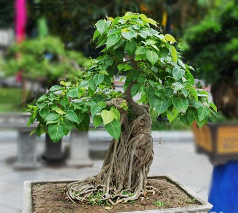 Cây cảnh bonsai Bồ Đề