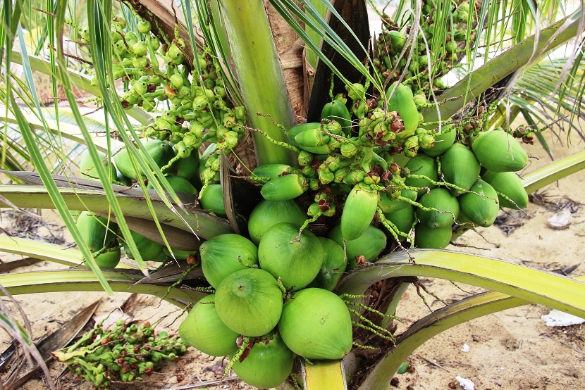 Cây dừa xiêm cho trái ngon, nước rất ngọt