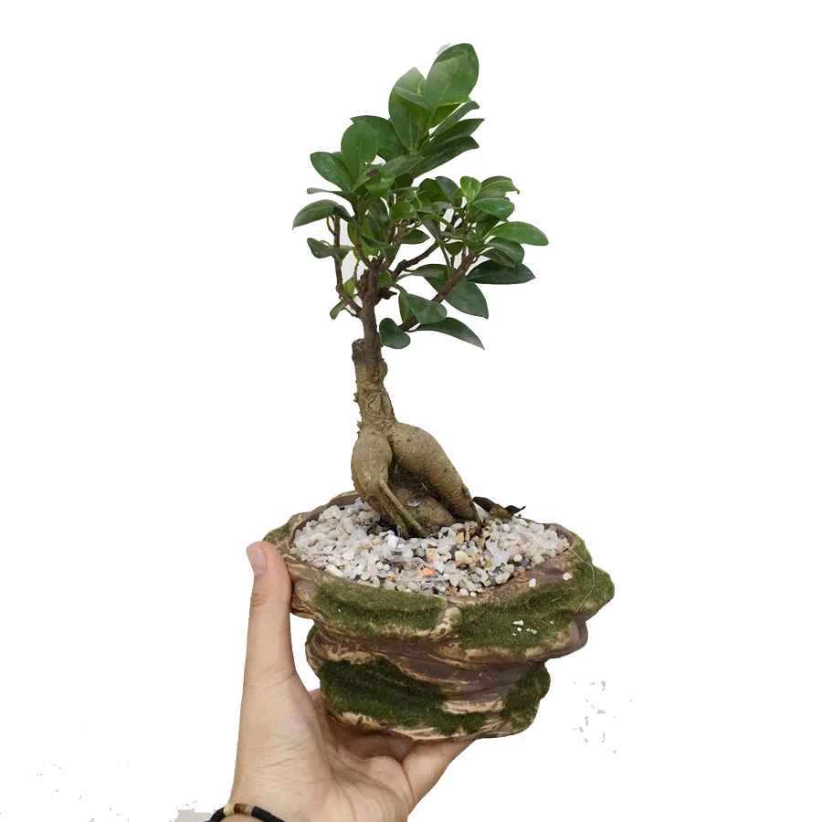 Cây cảnh bonsai cây si