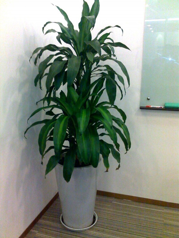Trồng cây tại văn phòng