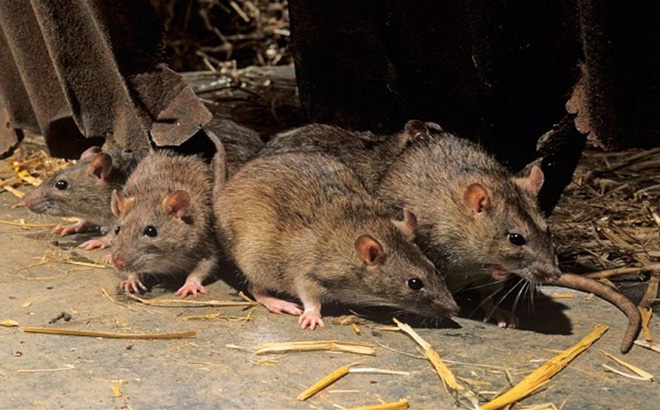 Các biện pháp phòng ngừa và xử lý chuột hiệu quả