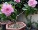 Cây Sứ Thái Lan – hoa hồng sa mạc